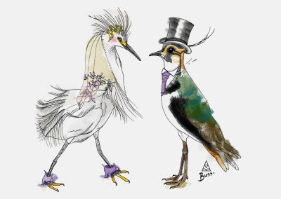 Egret and Lapwing Illustration